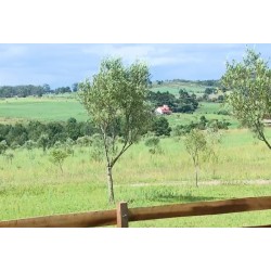 Em São Luiz do Purunã, plantio de azeitonas ganha destaque